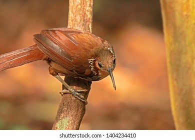 Large Scimitar Babbler in nature, Birds of Thailand: Siam ...