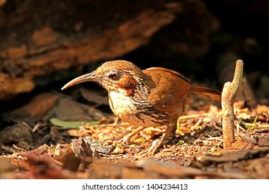 Large Scimitar Babbler in nature, Birds of Thailand: Siam ...
