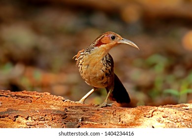 Large Scimitar Babbler in nature, Birds of Thailand: Siam ...