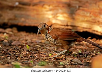 Large Scimitar Babbler in nature, Birds of Thailand: Siam ...