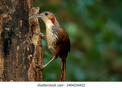 Large Scimitar Babbler in nature, Birds of Thailand: Siam ...
