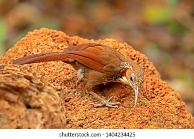 Large Scimitar Babbler in nature, Birds of Thailand: Siam ...