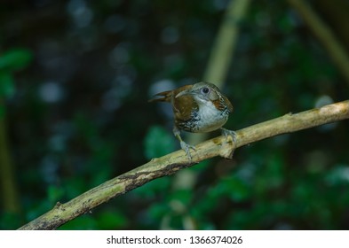 Large Scimitar Babbler ( Pomatorhinus hypoleucos ) on the branch in nature, Thailand