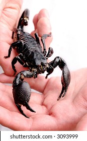 Large Scorpion in man's hands
