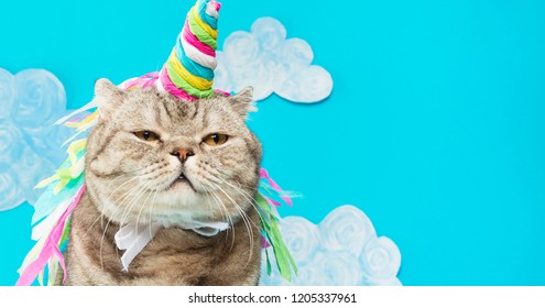 Large Scottish or British gray cat in the role of a unicorn, with a pink horn on a pink background, the concept of a fairy tale, colorful photography. On a blue background with clouds or sky - Powered by Shutterstock