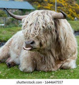 Highland Coos Images Stock Photos Vectors Shutterstock