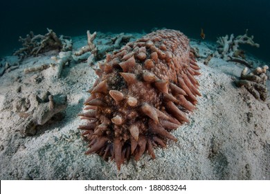 446 Pacific sea cucumber Images, Stock Photos & Vectors | Shutterstock