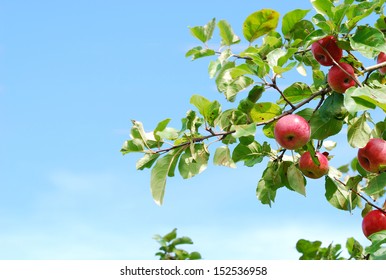 りんご の画像 写真素材 ベクター画像 Shutterstock