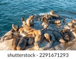 Large sea lion colonies on the shores of la Jolla Cove, San Diego, California, USA La Jolla Cove, San Diego, California, USA