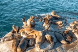 Large Sea Lion Colonies On The Shores Of La Jolla Cove, San Diego, California, USA La Jolla Cove, San Diego, California, USA
