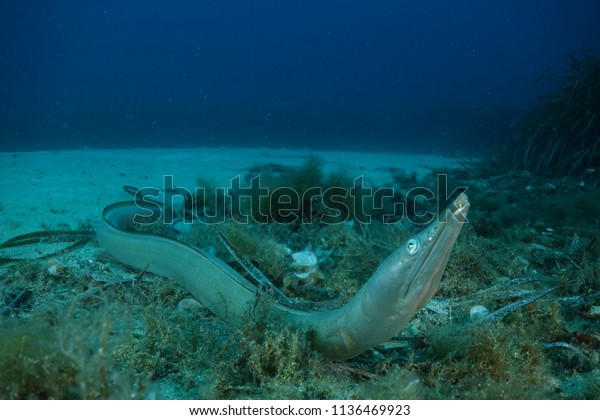Large Sea Snake Sneaking Out Hole Stock Photo Edit Now 1136469923