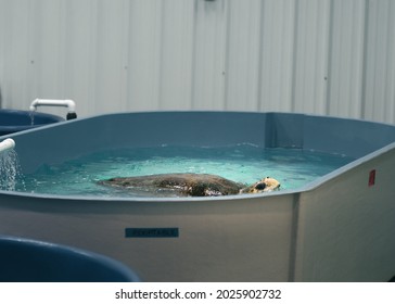 Large Sea Turtle In Hospital