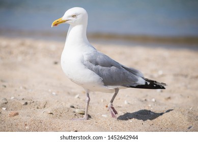 Large Seagull On State Beach On Martha's Vineyard In The Summer