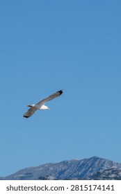 A large seagull soars dynamically through the clear blue sky with a majestic mountain peak visible below.