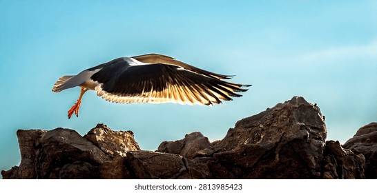A large seagull soars gracefully through a clear blue sky, its wings illuminated by the sun as it flies over rugged coastal rocks