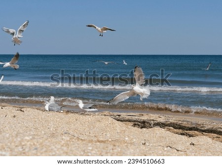 
Large seagulls fly over the sandy seashore. A flock of birds near seaweed and dead jellyfish rotting on the shore. Coast of the Azov Sea.