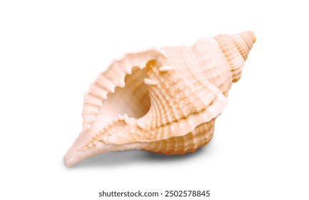 Large seashell stock photo, image of single, Beautiful  - Powered by Shutterstock