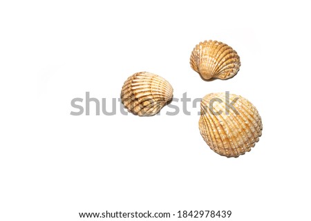 Large seashells on white background