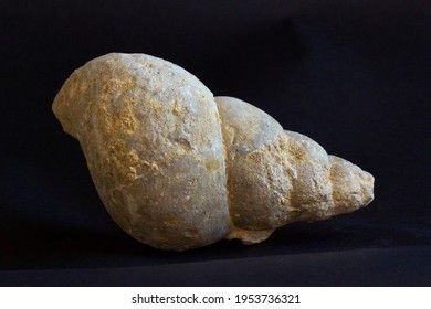 A large sea-snail fossil that is relatively common in parts of the UK with late Triassic and Jurassic epoch marine sediments. The Bourgueita bears a superficial resemblance to modern-day whelks