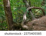 Large Semi circle tree limb on side of brown hiking with shade  and sun. Green grass and trees on the side. Looks like side of a bridge.