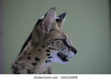 A Large Serval