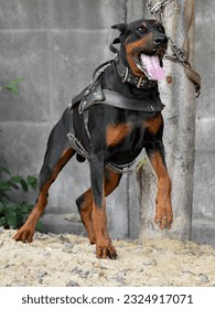 Large service dog - Doberman Pinscher. The dog is in a fighting stance, ready to make a throw. Dog training for security service. vertical photo

 - Shutterstock ID 2324917071