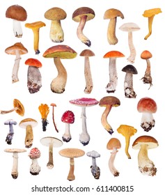 large set of mushrooms isolated on white background