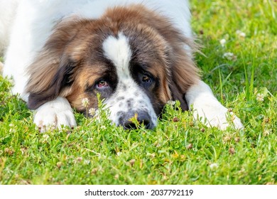 Large shaggy dog breed Moscow watchdog with a sad look lying on the grass