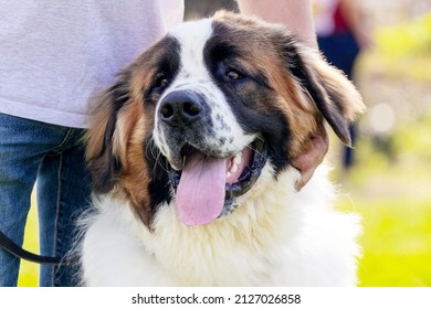 Large shaggy dog breed moscow watchdog with open mouth near its owner