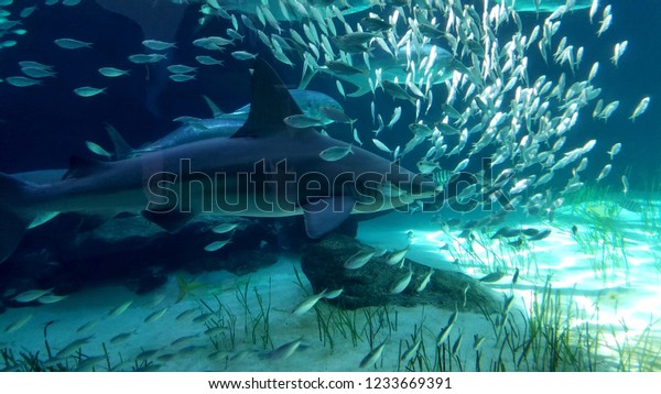 Light blue wallpaper Large Shark Swimming Through a School of Tropical Fish Near the Ocean Floor. 