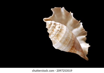 Large shell of Conch kind (seashell) on the deep black background. Text space. Top view. - Shutterstock ID 2097253519