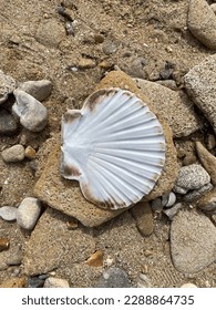 Large shell on the beach 