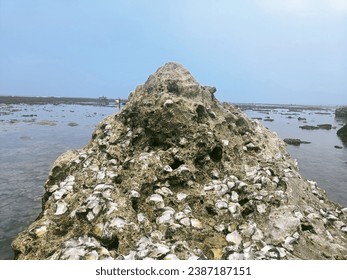 large shell rock on the beach when the sea water is high, taken in the morning.