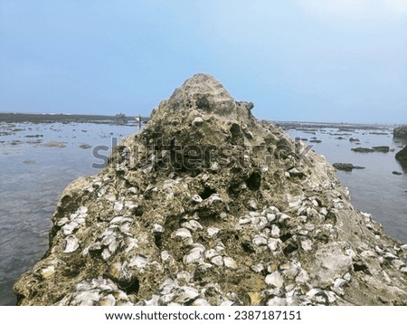 large shell rock on the beach when the sea water is high, taken in the morning.