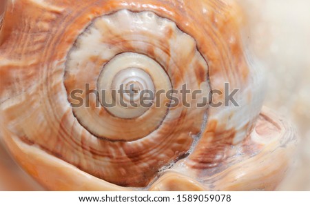 Similar – Image, Stock Photo snail shell Snail