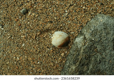 large shells on the beach sand