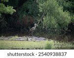 A large shepherd crane (Aramus guarauna) perched in a tranquil waterway, surrounded by lush trees