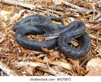 Large Shiny Black Snake Coiled Defensively Stock Photo 89270872 ...