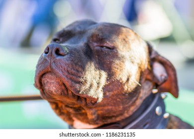 Large Short-haired Brown Dog Squinting In The Sun Closeup