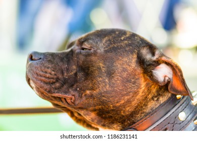 Large Short-haired Brown Dog Squinting In The Sun Closeup