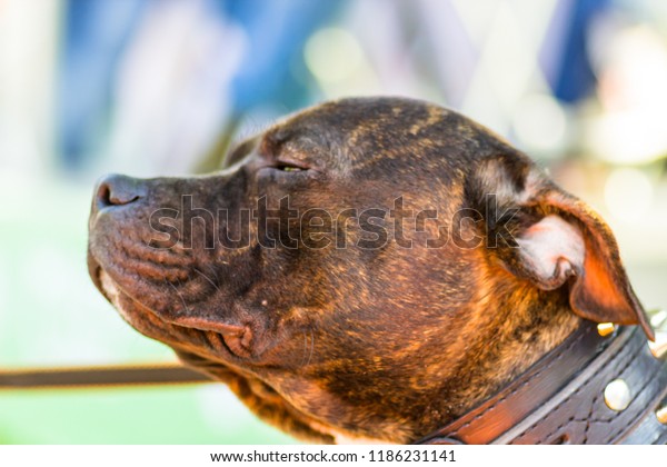 Large Shorthaired Brown Dog Squinting Sun Stock Photo Edit Now