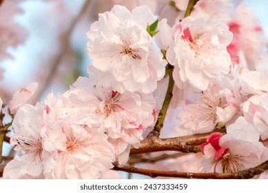 large, showy flowers on a tree branch in spring - Peppermint Flowering Peach Tree, Prunus persica 'Peppermint'