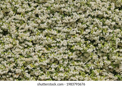 Large Shrub Of Star Jasmine In Full Bloom Covers The Fence Of A House 