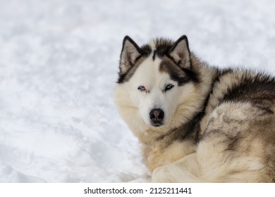 A Large Siberian Husky Laying On White Snow Outside With Long Thick Fur Of White, Tan And Black Color. The Sled Dog Pet Has Sun Shining On Its Face As It Stares Forward. The Dog's Eyes Are Open.