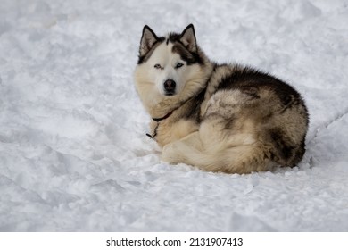 A Large Siberian Husky Laying On White Snow Outside With Long Thick Fur Of White, Tan, And Black Color. The Sled Dog Pet Has The Sun Shining On Its Face As It Stares Forward. The Dog's Eyes Are Open.