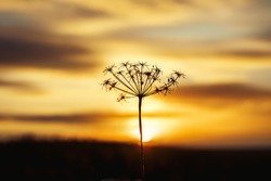 Large Silhouette Of A Dry Plant Hogweed Against A Sunset.