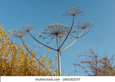 403 Dry giant hogweed Images, Stock Photos & Vectors | Shutterstock