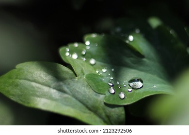 Large Silver Raindrops On Dark Green Leaves In The Garden On A Summer Evening For Background