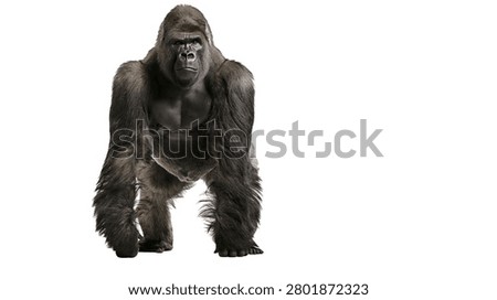Large silverback gorilla standing and looking forward