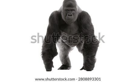 Large silverback gorilla standing and looking forward with powerful muscular build